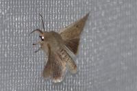 Orthosia cruda