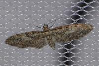 Eupithecia