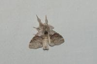 Calliteara pudibunda