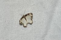 Lomaspilis marginata