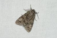 Acronicta megacephala