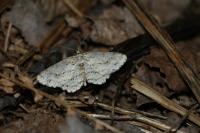 Ectropis crepuscularia