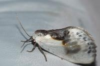 Cilix glaucata