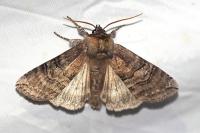 Tethea ocularis