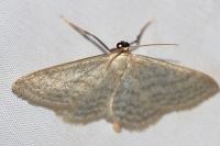 Idaea subsericeata