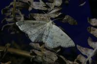 Cyclophora albipunctata
