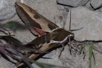 Hyles euphorbiae