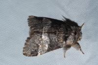 Drymonia dodonaea