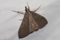 Mecyna asinalis