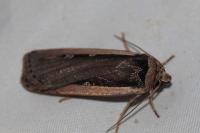 Ochropleura leucogaster