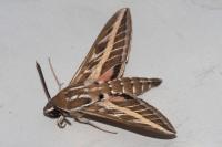 Hyles livornica