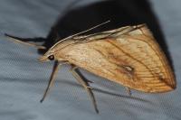 Evergestis forficalis