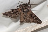 Pachetra sagittigera