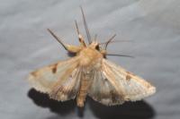Heliothis peltigera