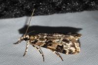 Eudonia delunella