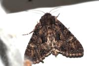Mniotype adusta