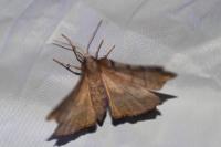 Selenia dentaria