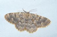 Charissa mucidaria