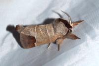 Clostera curtula