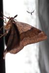 Plagodis pulveraria