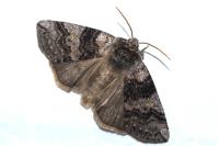 Tethea or