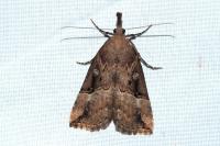 Hypena rostralis