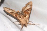 Phlogophora meticulosa