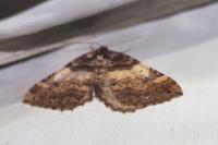 Earophila badiata