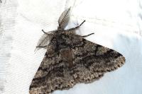 Lycia hirtaria