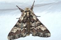 Biston strataria