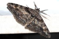 Cleora cinctaria