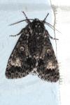 Acronicta megacephala