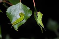 Cerura vinula