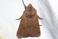 Spudaea ruticilla