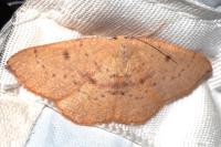 Cyclophora puppillaria