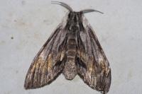 Harpyia milhauseri