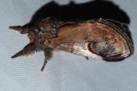 Notodonta ziczac