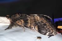 Notodonta tritophus