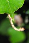 Erannis defoliaria