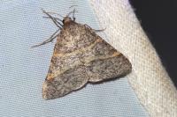 Perigune narbonea