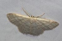 Idaea subsericeata
