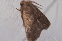 Orthosia cerasi