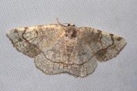 Stegania trimaculata