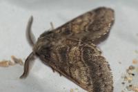 Gluphisia crenata