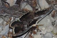 Saturnia pyri