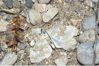 Perizoma flavofasciata