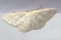 Idaea subsericeata