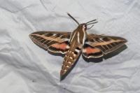 Hyles livornica