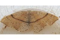 Cyclophora punctaria
