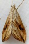 Evergestis forficalis